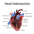 heart anatomy and types of heart disease vector illustration