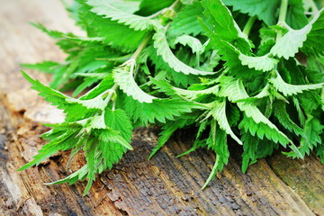 Wall Mural - Young nettle leaves on rustic background, stinging nettles, urtica