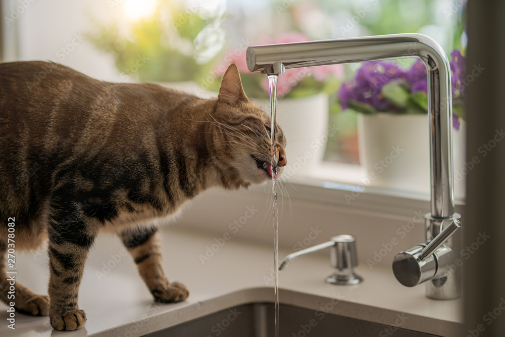 Beautiful short hair cat drinking water from the tap at the kitchen - obrazy, fototapety, plakaty 