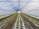 Fototapeta Mosty linowy / wiszący - Greenhouse at an organic farm. Growing lettuce.