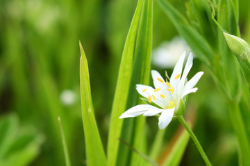 little white flower