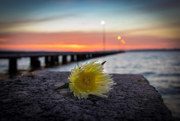 Wall Mural - Fragile Flower at Sunset with Jetty in background