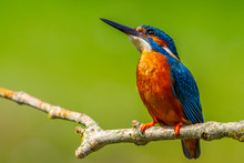 Kingfisher (Alcedo Atthis)