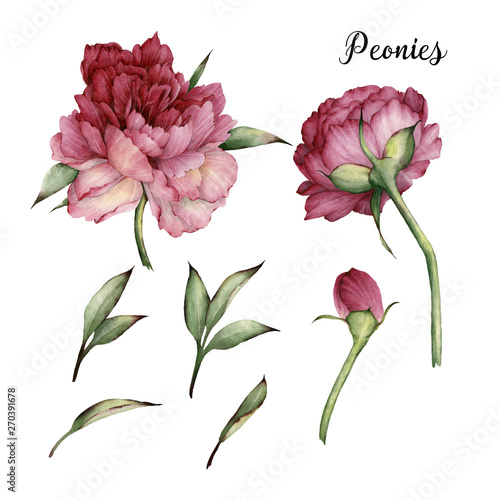 Peonies and leaves, watercolor, can be used as greeting card, invitation card...