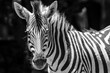 Zebra in the sun in Southafrica