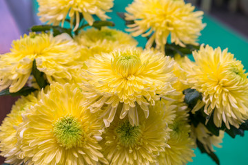 Yellow chrysanthemum flowers. Yellow flower in the garden. gardening, botany, floristry, texture and flora concept - beautiful chrysanthemums flowers