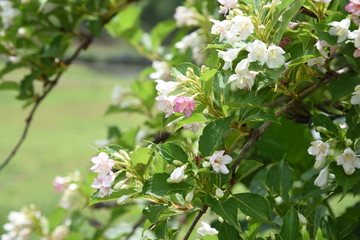 Sticker - Japanese weigela flowers