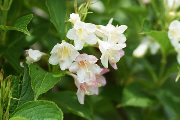 Poster - Japanese weigela flowers