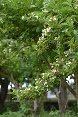 Poster - Japanese weigela flowers