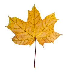 Sticker - Yellow leaf maple isolated on white background