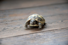 Baby Land Turtle Looking In To The Camera On Wooden Background, Close Up Photography. Small Tortoise. Slow And Steady Wins The Race