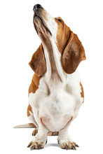Basset Hound Dog Looking Up White Background. Animal Model Of Big Ears Brown And White Sniffer