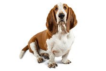 Basset Hound Dog Sitting On White Background. Animal Model Of Big Ears Brown And White Sniffer