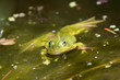 frog in pond swimming