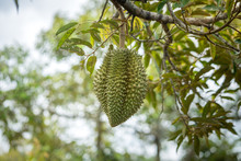 Big Durian Product Is Hanging From Branch. Durain Is The Most Famous Thai Fruit As Called "King Of Fruit" Which Is Productive In Summer Period.