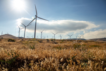 wind turbines in the field