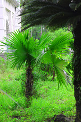 Green beautiful palm tree.Long Trunk Date Palm Tree.Dates on a palm tree.Dates palm branches with ripe dates.Bunch of barhi dates fruits growing on tropical tree close up.