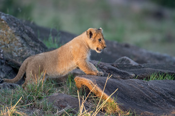 Wall Mural - Lion cub on a rock