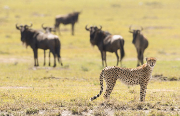 Sticker - Cheetah in Masai Mara Game Reserve, Kenya