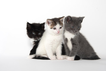 Three cute kittens on white