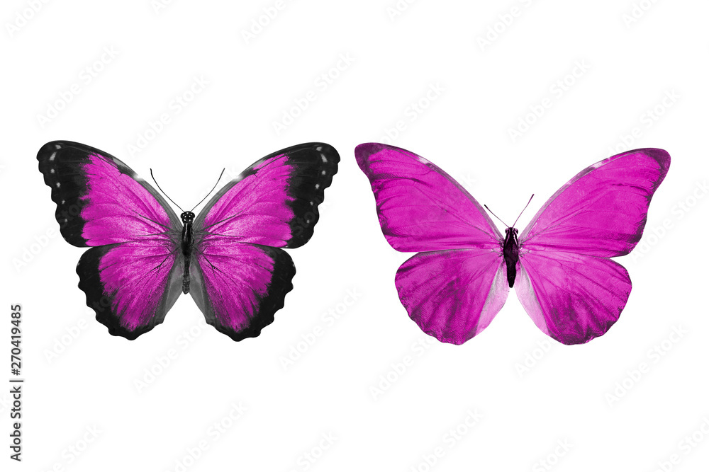 beautiful two pink butterflies isolated on white background Stock Photo ...
