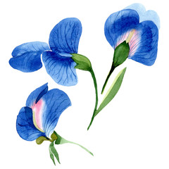 Blue sweet pea floral botanical flowers. Watercolor background set. Isolated sweet pea illustration element.