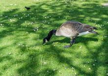 Canada Goose Eats Grass