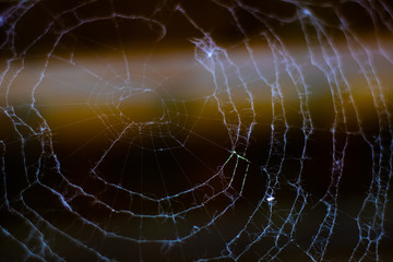 Spider Web 3