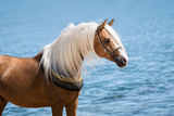 Fototapeta Konie - Portrait of a chestnut Arabian horse with a long mane on a blue sea background