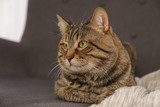 Fototapeta Perspektywa 3d - Cute striped cat lying on sofa with plaid