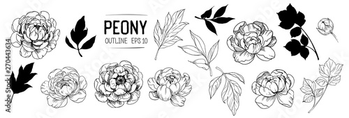 Fotografía Set of peonies outlines with leaves