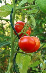 Wall Mural - Piquets spirales pour plants de tomates	