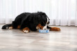Bernese mountain dog eating from bowl on floor indoors