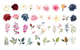 Fototapeta  - Set of floral elements. Flower red, burgundy, navy blue rose, green leaves. Wedding concept - flowers. Floral poster, invite. Vector arrangements for greeting card or invitation design