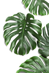  Green fresh monstera leaves on white background, top view. Tropical plant