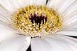 Gerbera Ceramic flower head, genus of plants in the Asteraceae of the daisy family native to tropical regions of South America, Africa and Asia, macro with shallow depth of field 