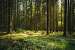 Sunrays between the trees in the bavarian forest with a lot of trees