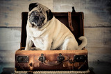 Fototapeta Psy - Travel concept with funny dog pug sitting inside an old vintage beautiful cabin bag luggage - wooden background and life with animals concept - wanderlust people traveling the world