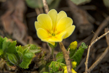 Wall Mural - One yellow primrose flower