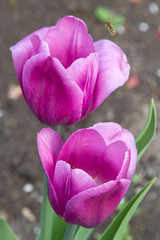 Wall Mural - Two lilac tulips