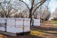 Bees In Almond Orchard