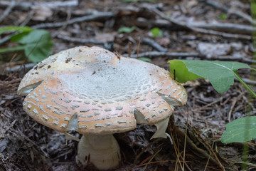 mushroom in woods