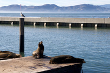 SAN FRANCISCO, CALIFORNIA, UNITED STATES - NOV 25th, 2018: Seal Or Sea Lions At The Pier 39 Of San Francisco With Beautify View Of Golden Gate Bridge In Background. Pier 39 Is A Shopping Center And