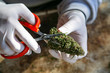 Hands in white gloves trimming Cannabis or Marijuana buds