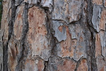 Macro Shot Of The Bark Of A Pine Tree
