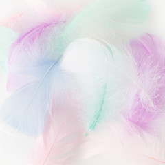 Wall Mural - abstract feather rainbow patchwork background. closeup image. fashion color trends.