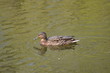 gray female duck swimming on the surface of the green water of the lake