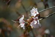Pink buds and petals of Japanese cherry blossoms Sakura flowers blooming in the Japanese garden in spring. Macro
