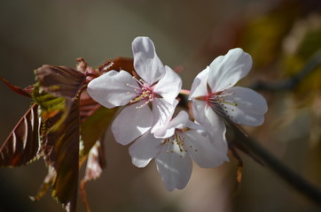 Sticker - Pink buds and petals of Japanese cherry blossoms Sakura flowers blooming in the Japanese garden in spring. Macro