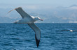 Albatross in flight over Water